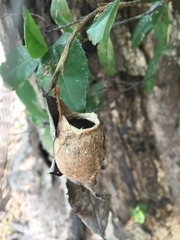 Antheraea polyphemus