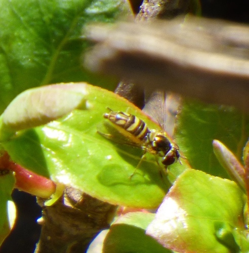 Unknown species found near Santa Barbara County, CA, USA