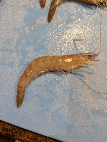 Metapenaeus macleayi observed 2026-02-21