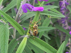 Zelus armillatus