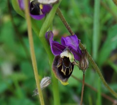 Ophrys homeri