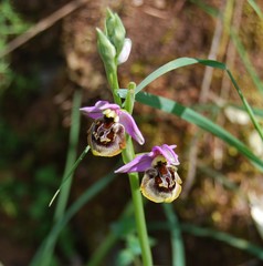 Ophrys homeri