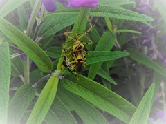 Zelus armillatus