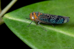 Amblyscarta invenusta