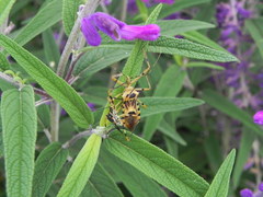 Zelus armillatus
