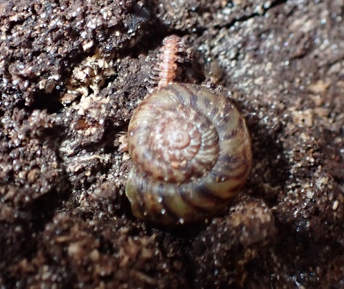Anguispira fergusoni observed 2026-02-21
