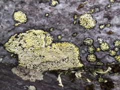 Rhizocarpales