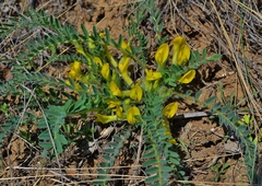 Astragalus buchtormensis