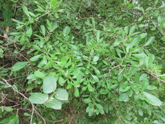 Gymnosporia maranguensis