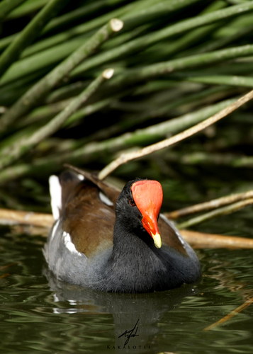 Common Gallinule, photo 5 of 8