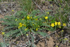 Astragalus buchtormensis