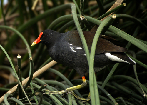 Common Gallinule, photo 2 of 8