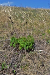 Paeonia tenuifolia