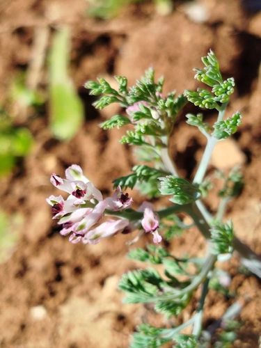 fineleaf fumitory