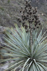Yucca rigida