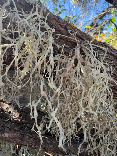 iNaturalist observation photo of Western Strap Lichen
