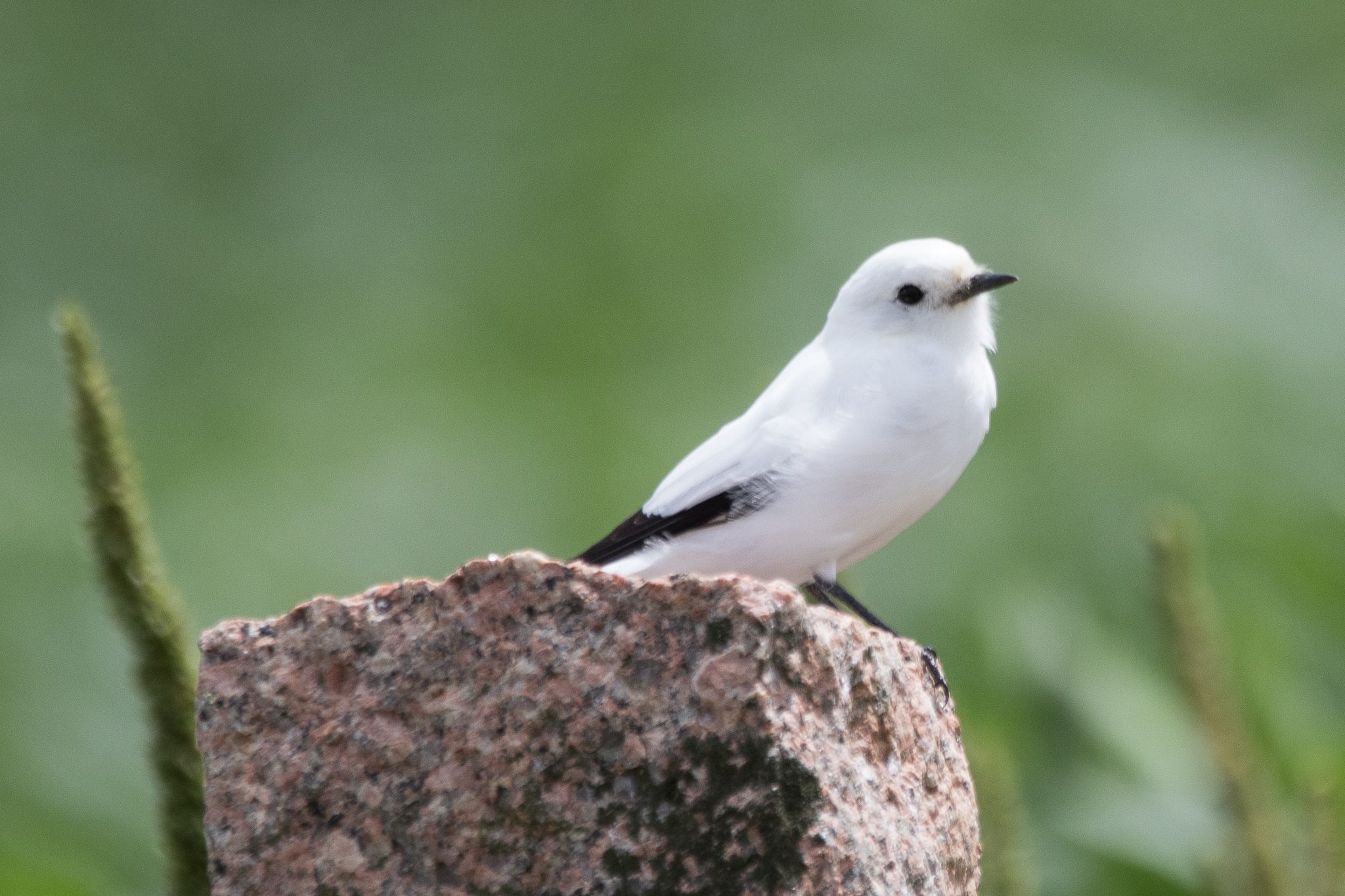 White Monjita (Xolmis irupero), photo 10