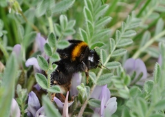 Astragalus testiculatus