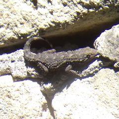 Tarentola mauritanica