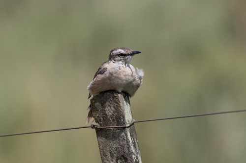 Chalk-browed Mockingbird