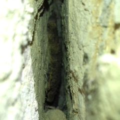 Tarentola mauritanica