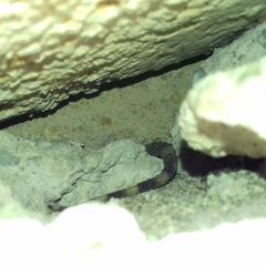 Tarentola mauritanica