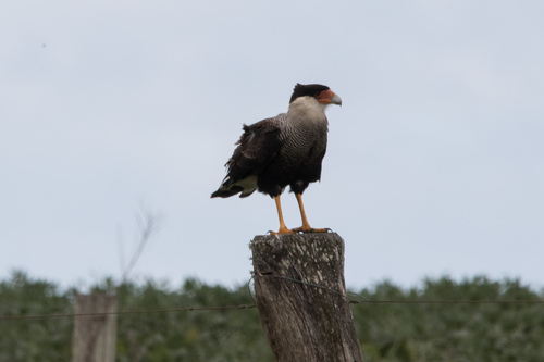 Crested Caracara