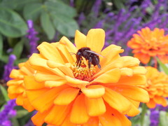 Bombus morio