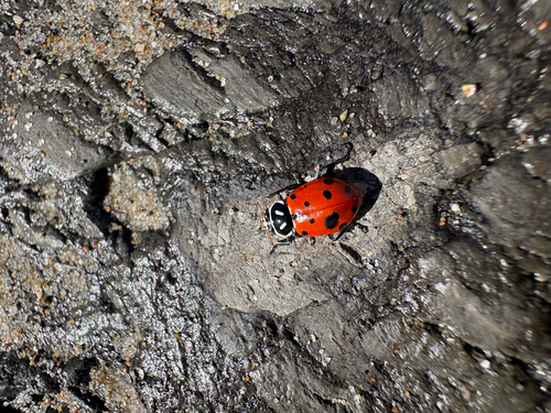 iNaturalist observation photo of Convergent Lady Beetle
