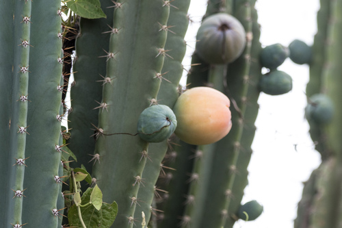Cereus hildmannianus