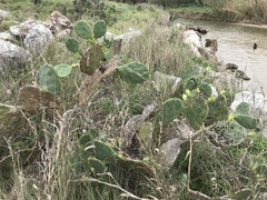 Opuntia bentonii