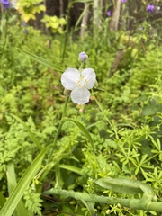 Tradescantia gigantea