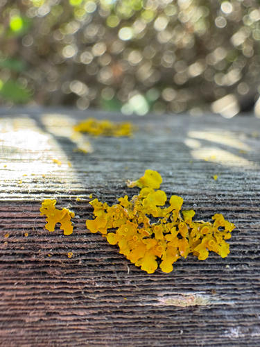 iNaturalist observation photo of Shield Lichens, Sunburst Lichens, Rosette Lichens, and Allies