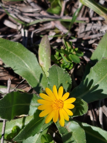 field marigold