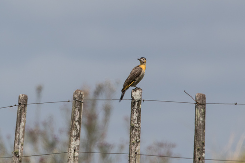 Campo Flicker