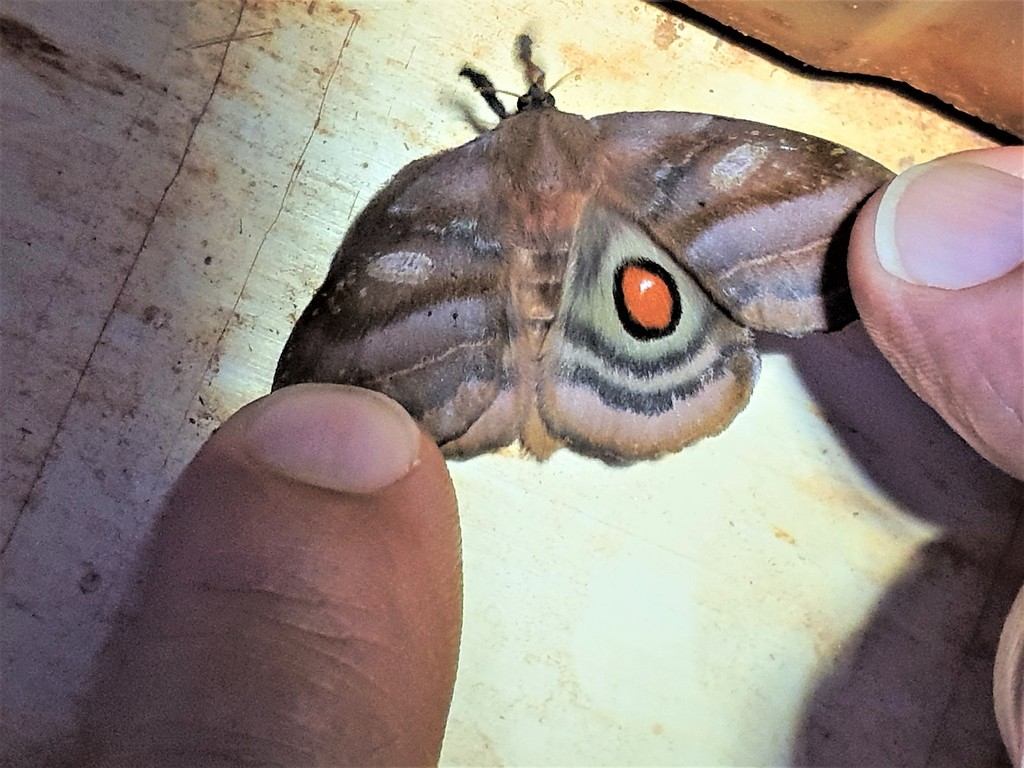 Automerina tatianae