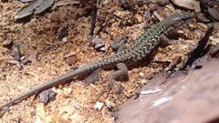 Podarcis siculus