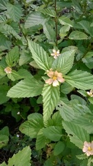 Malvastrum coromandelianum