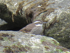 Cinclodes patagonicus