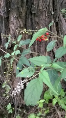 Rivina humilis