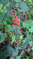 Rivina humilis
