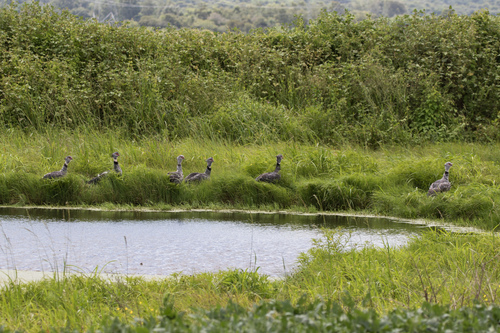 Southern Screamer