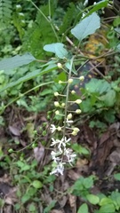 Rivina humilis