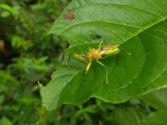 Ploeogaster