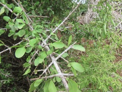 Pyrostria hystrix