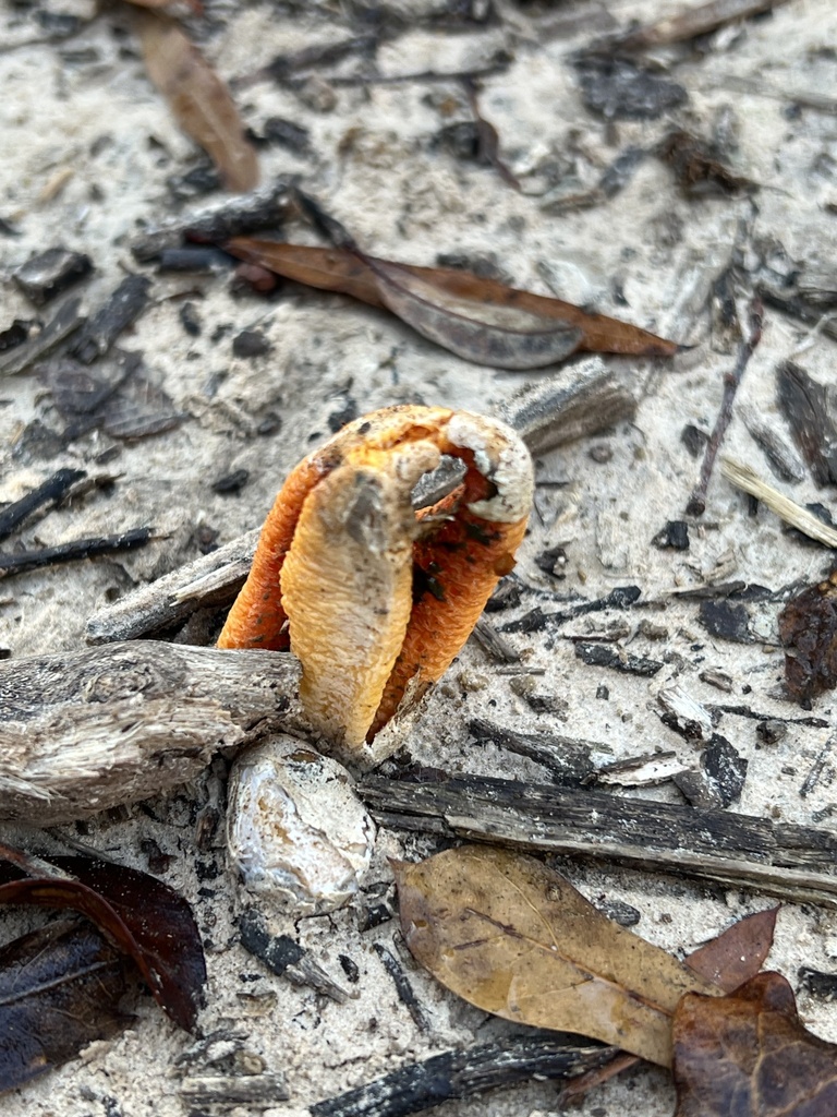 Clathrus columnatus · February 2026 · photo: © meleblanc (iNaturalist, cc0)