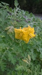Solanum rostratum