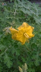 Solanum rostratum