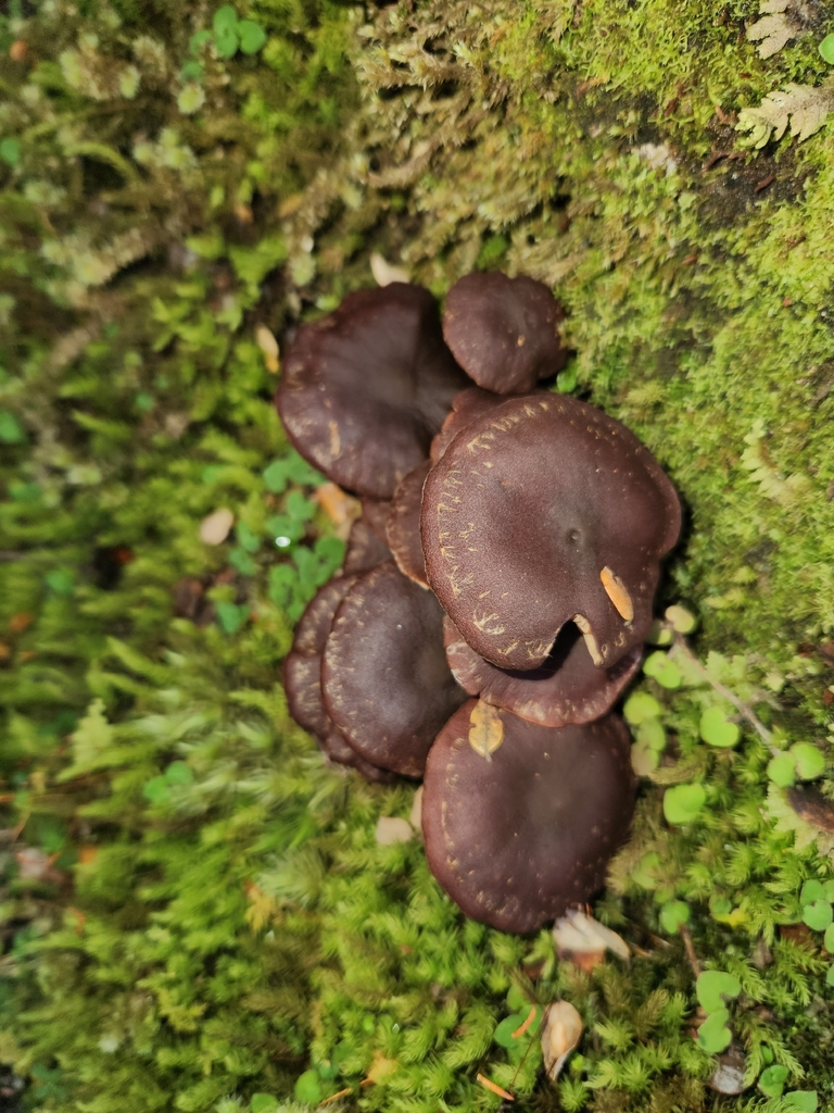 Hypholoma brunneum · February 2026 · photo: © archie_tarn (iNaturalist, cc-by)