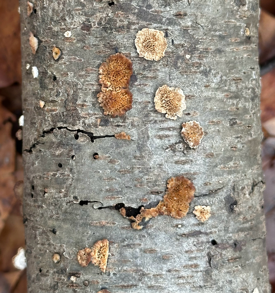 Hydnoporia olivacea · February 2026 · photo: © aberkov (iNaturalist, cc0)